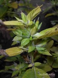 Ruellia strepens fullplant7.jpg